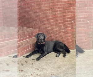 Father of the Labrador Retriever puppies born on 12/12/2024