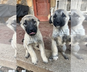 Anatolian Shepherd Puppy for sale in CANDLER, NC, USA