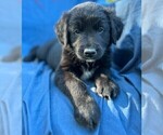 Small Photo #1 Border Collie-Golden Retriever Mix Puppy For Sale in PALM COAST, FL, USA