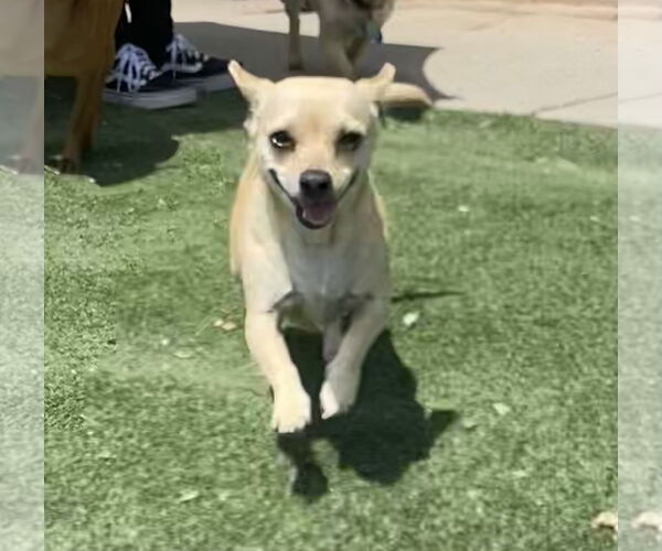 Medium Photo #3 Chihuahua Puppy For Sale in La Verne, CA, USA