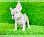 Small Photo #3 French Bulldog Puppy For Sale in CYPRESS, TX, USA