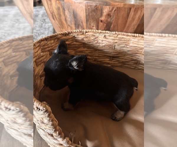 Medium Photo #8 French Bulldog Puppy For Sale in BONNEAU, SC, USA