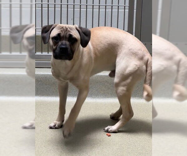 Medium Photo #1 Mastiff-Unknown Mix Puppy For Sale in Rancho Cucamonga, CA, USA