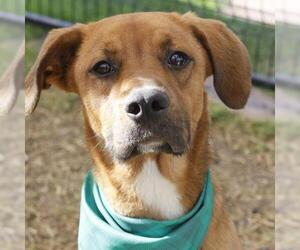Labrador Retriever-Unknown Mix Dogs for adoption in San Antonio, TX, USA