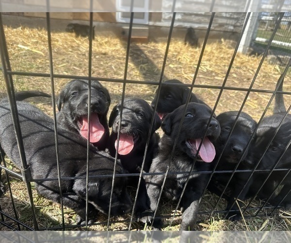 Medium Photo #7 Labrador Retriever Puppy For Sale in GOODHUE, MN, USA