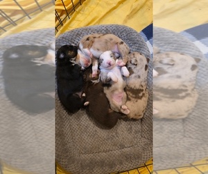 Miniature Australian Shepherd Litter for sale in APPLE SPRINGS, TX, USA