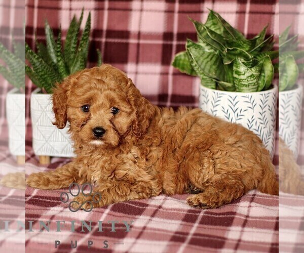 Medium Photo #4 Cavapoo Puppy For Sale in PARADISE, PA, USA