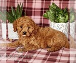Small #3 Cavapoo
