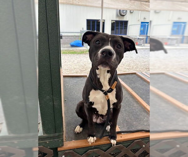 Medium Photo #1 Mutt Puppy For Sale in Palmetto, FL, USA