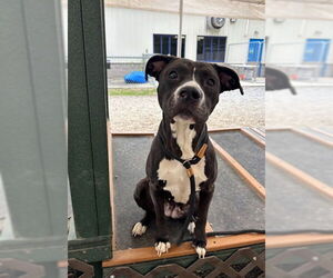 Mutt Dogs for adoption in Palmetto, FL, USA