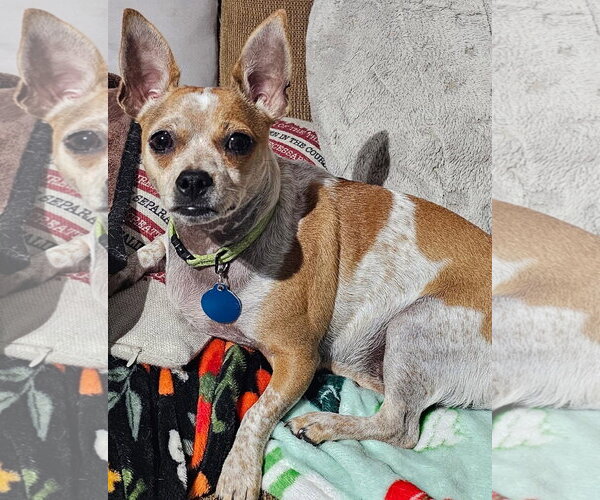 Medium Photo #1 Chihuahua-Unknown Mix Puppy For Sale in Royal Palm Beach, FL, USA