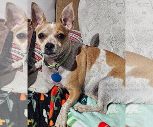 Chihuahua-Unknown Mix Dogs for adoption in Royal Palm Beach, FL, USA