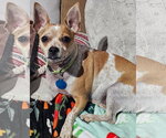 Small Chihuahua Mix