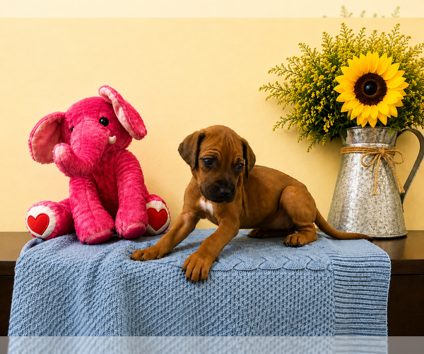 Medium Photo #12 Rhodesian Ridgeback Puppy For Sale in MADISON, GA, USA