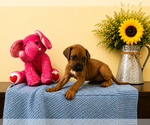 Small #11 Rhodesian Ridgeback