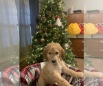 Puppy 3 Irish Doodle-Poodle (Standard) Mix