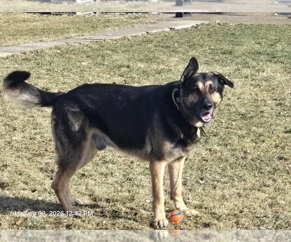 Medium Photo #6 German Shepherd Dog Puppy For Sale in STERLING HEIGHTS, MI, USA