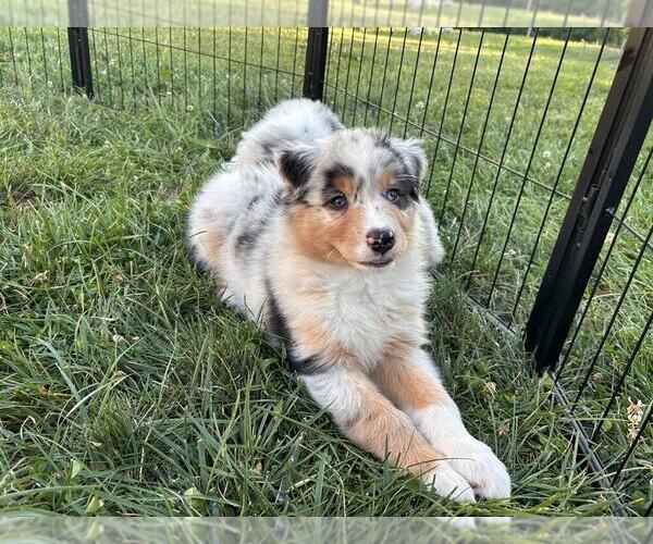 Medium Photo #13 Australian Shepherd Puppy For Sale in JEROMESVILLE, OH, USA