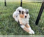 Small #12 Australian Shepherd