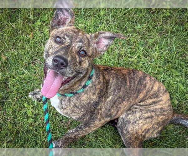 Medium Photo #2 American Staffordshire Terrier Puppy For Sale in Tallahassee, FL, USA