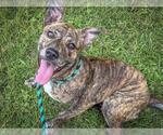 Small #1 American Staffordshire Terrier