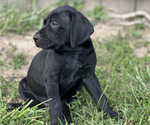 Small Photo #6 German Shorthaired Pointer Puppy For Sale in FRANKLIN, KY, USA