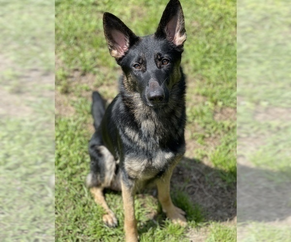Medium Photo #1 German Shepherd Dog Puppy For Sale in CAPE CORAL, FL, USA