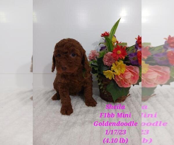 Medium Photo #1 Dachshund Puppy For Sale in SHIPSHEWANA, IN, USA