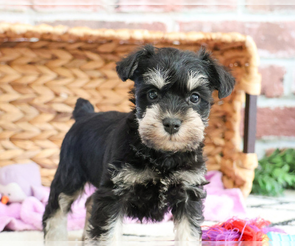 Medium Photo #2 Schnauzer (Miniature) Puppy For Sale in SYRACUSE, IN, USA