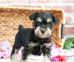Small #1 Schnauzer (Miniature)