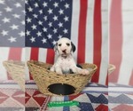 Small Photo #26 Dalmatian Puppy For Sale in VASSALBORO, ME, USA