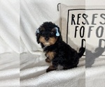 Small #1 Bernedoodle