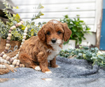 Small Photo #14 Goldendoodle (Miniature) Puppy For Sale in SHIPSHEWANA, IN, USA