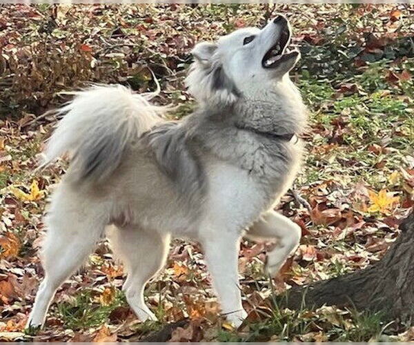 Medium Photo #5 Australian Shepherd-pomeranian spitz Mix Puppy For Sale in Newfoundland, PA, USA