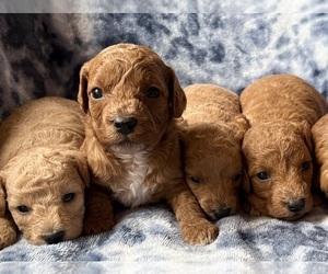 Cavapoo Puppy for Sale in WAUSEON, Ohio USA