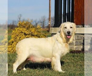 Mother of the Golden Retriever puppies born on 05/05/2025