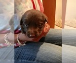 Small Photo #7 Labrador Retriever Puppy For Sale in BANDERA, TX, USA