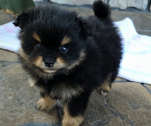 Pomeranian Puppy for Sale in ORRVILLE, Ohio USA