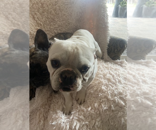 Medium Photo #1 French Bulldog Puppy For Sale in MORENO VALLEY, CA, USA
