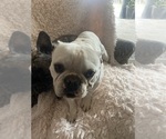 Small Photo #1 French Bulldog Puppy For Sale in MORENO VALLEY, CA, USA