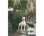 Small Photo #6 Dogo Argentino Puppy For Sale in PICAYUNE, MS, USA