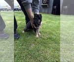 Small #2 German Shepherd Dog
