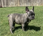 Small Photo #7 French Bulldog Puppy For Sale in BRYAN, TX, USA