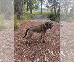 Small #1 Bullmastiff Mix