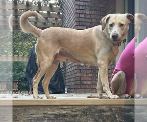 Jackie Jayce - Female Mutt Dog for Adoption - Photo #3