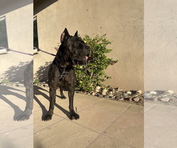 Medium Photo #2 Mutt Puppy For Sale in Goodyear, AZ, USA