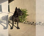 Small #1 Mutt