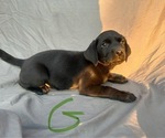 Puppy Green girl Labrador Retriever