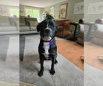 Small #4 Labrador Retriever Mix