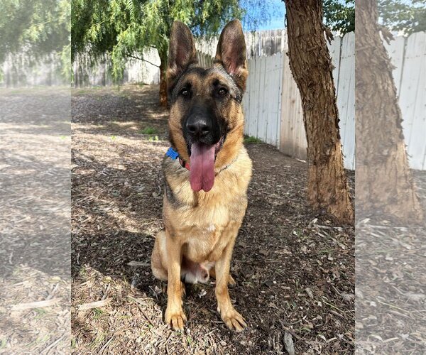 Medium Photo #1 German Shepherd Dog Puppy For Sale in San Diego, CA, USA